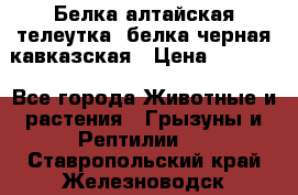 Белка алтайская телеутка, белка черная кавказская › Цена ­ 5 000 - Все города Животные и растения » Грызуны и Рептилии   . Ставропольский край,Железноводск г.